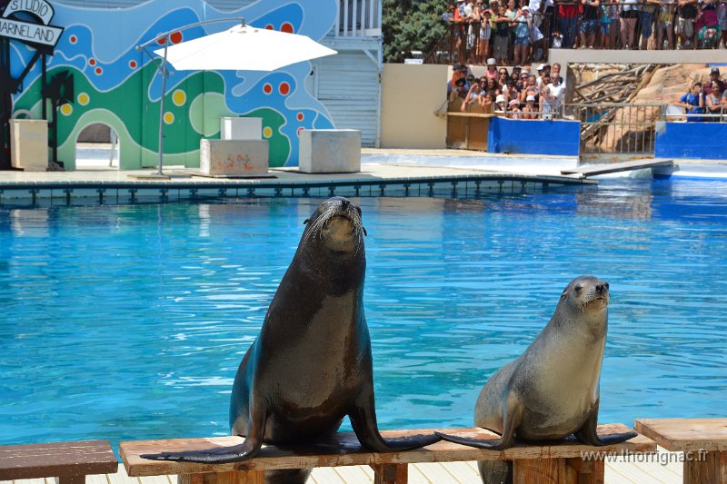 Marineland aout 2014 58.JPG - Marineland - Parc d'attractions aquatiques - Antibes - Août 2014